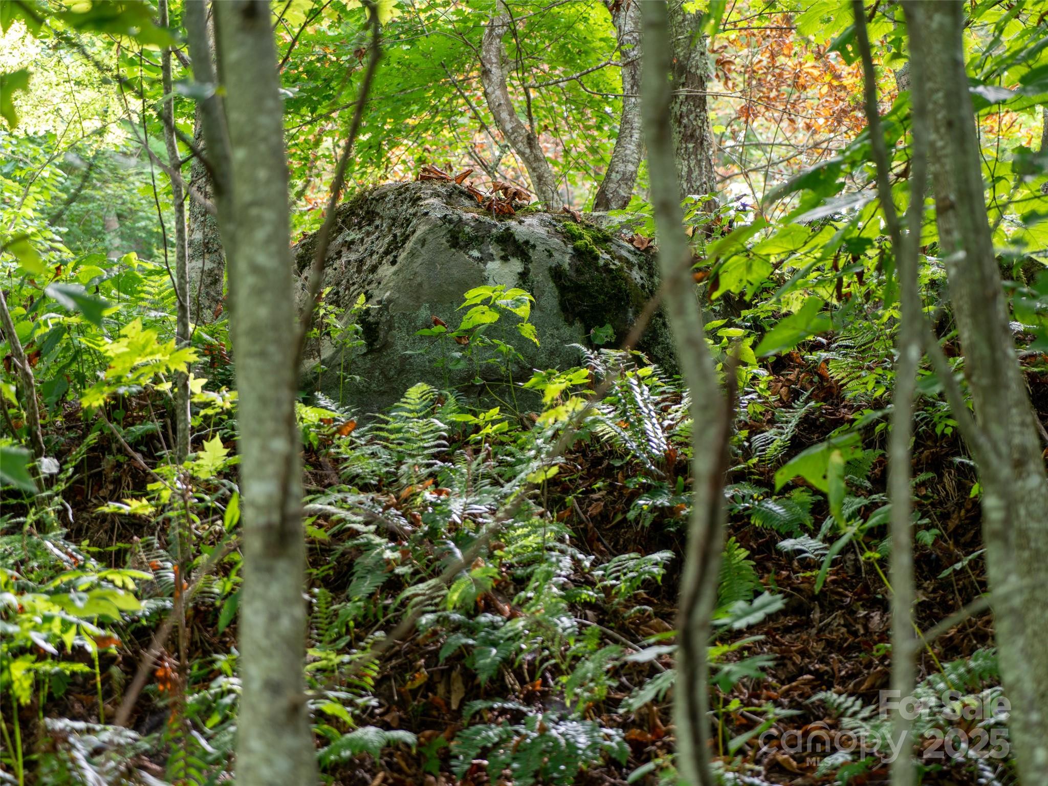 0 Grace Ridge Road, Unit 1922 Bakersville, NC 28705 - Photo 12 of 13 a plant view