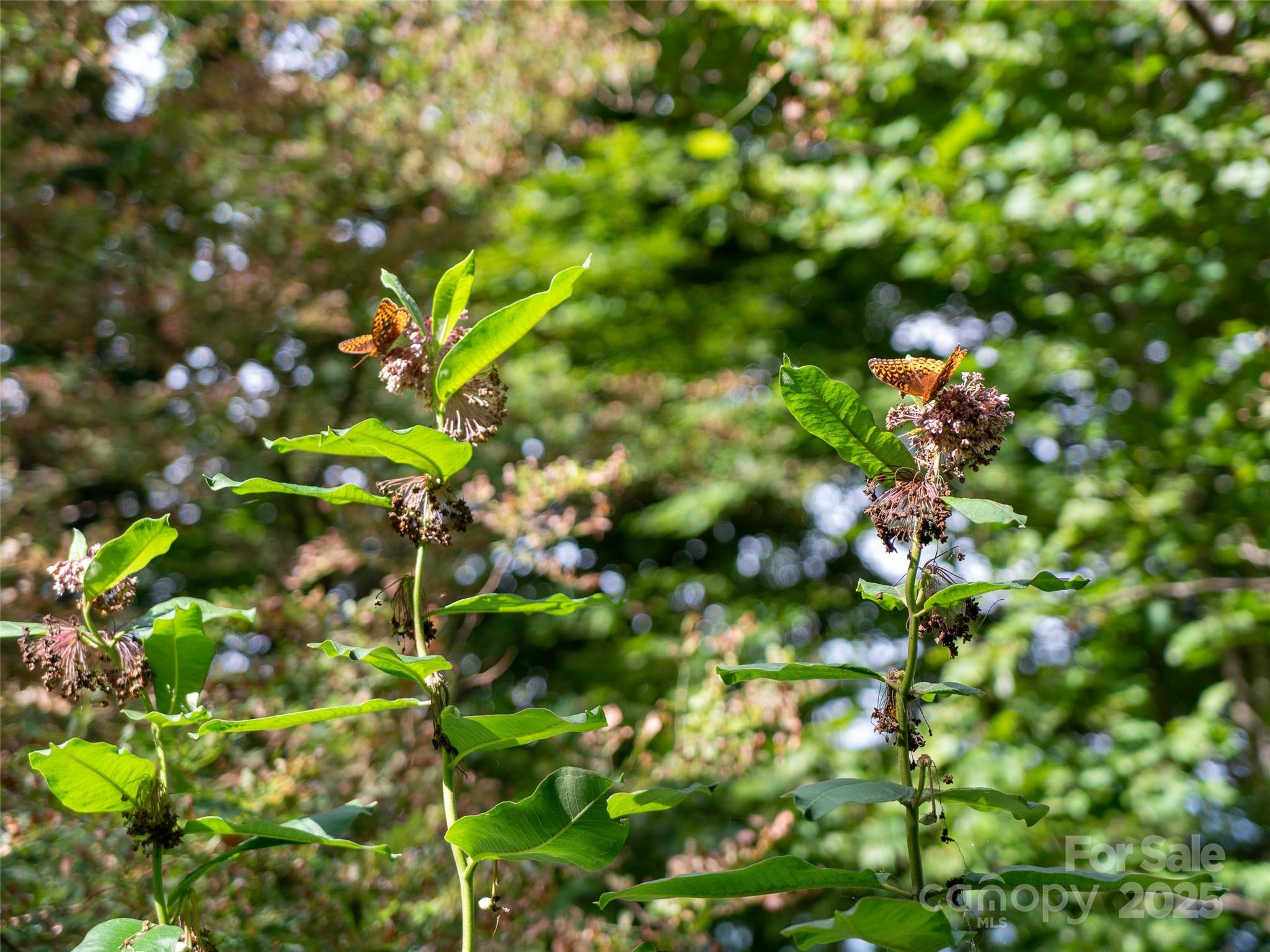 0 Grace Ridge Road, Unit 1922 Bakersville, NC 28705 - Photo 2 of 13 a view of a tree