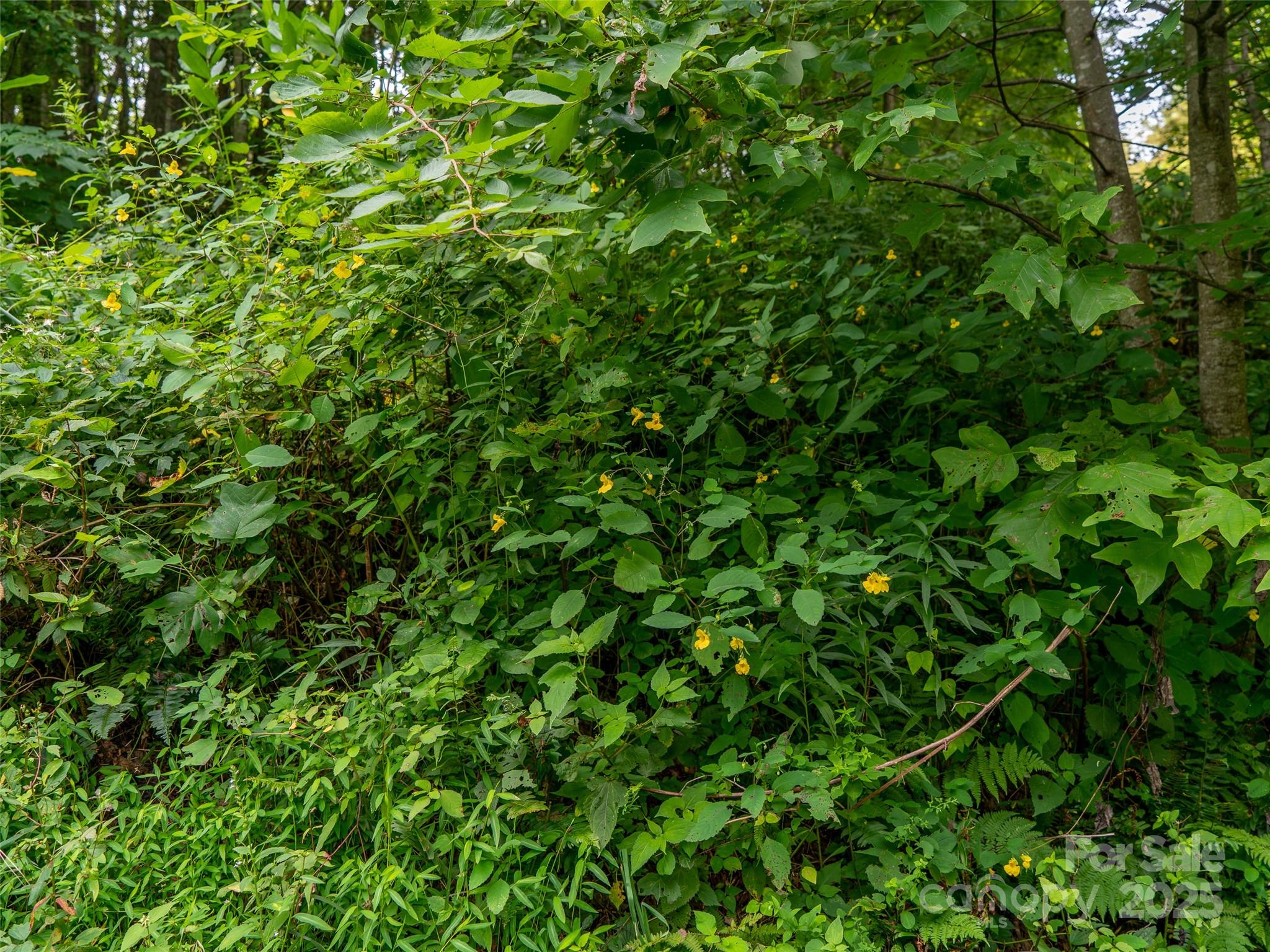 0 Grace Ridge Road, Unit 1922 Bakersville, NC 28705 - Photo 4 of 13 a view of a plant