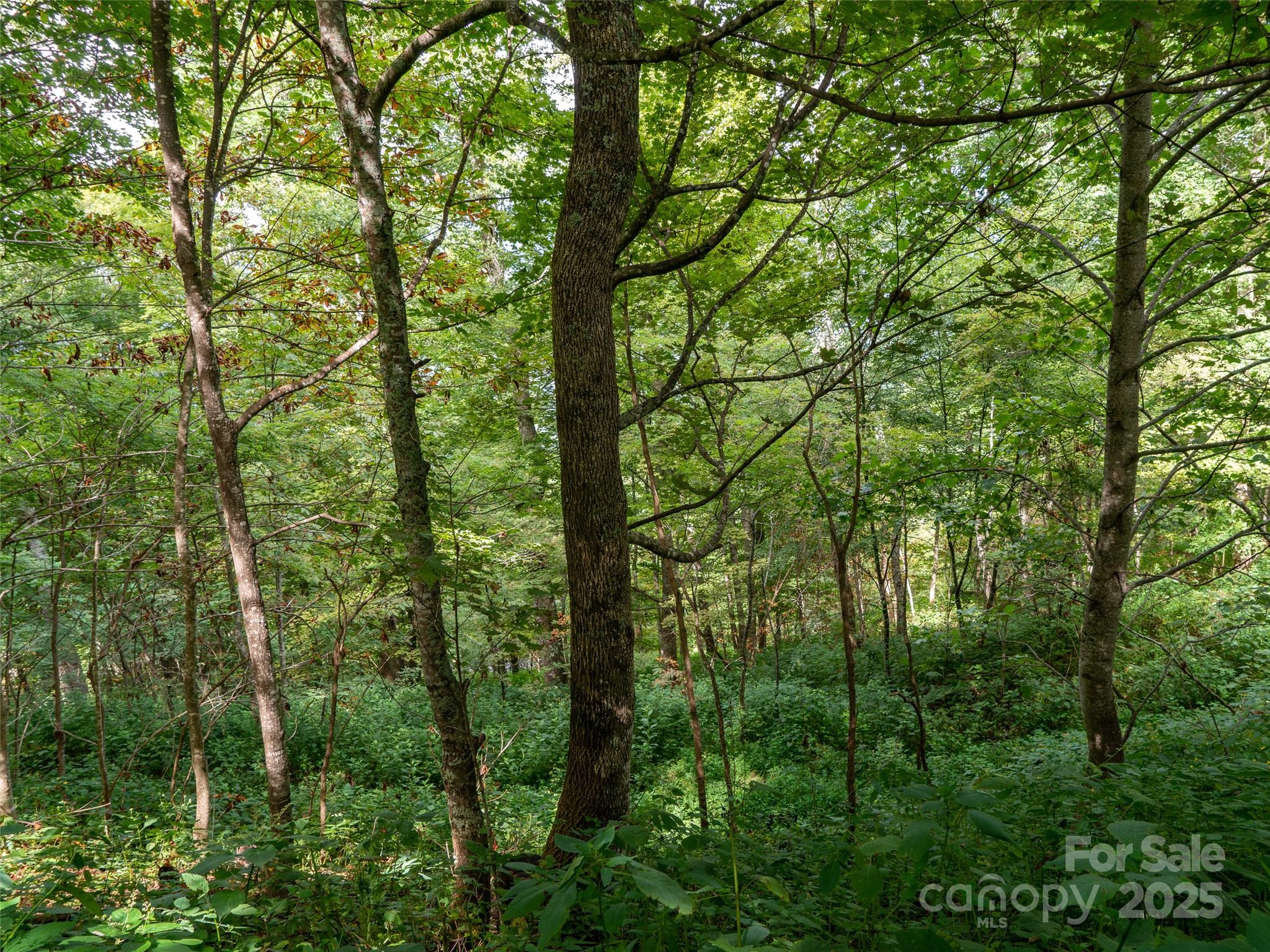 0 Grace Ridge Road, Unit 1922 Bakersville, NC 28705 - Photo 9 of 13 a view of a forest with trees
