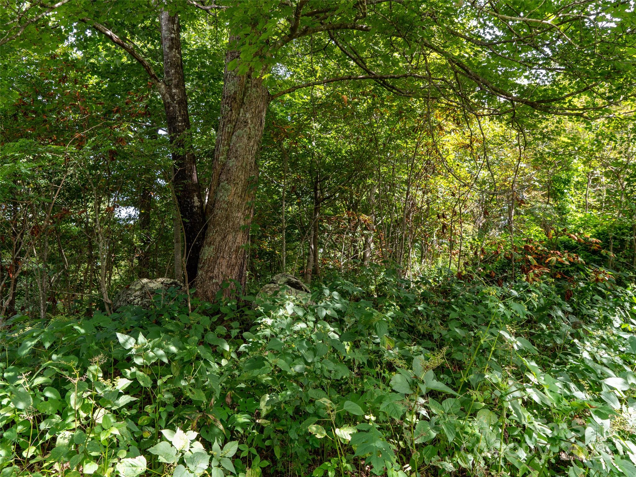 0 Grace Ridge Road, Unit 1922 Bakersville, NC 28705 - Photo 10 of 13 a view of a lush green forest