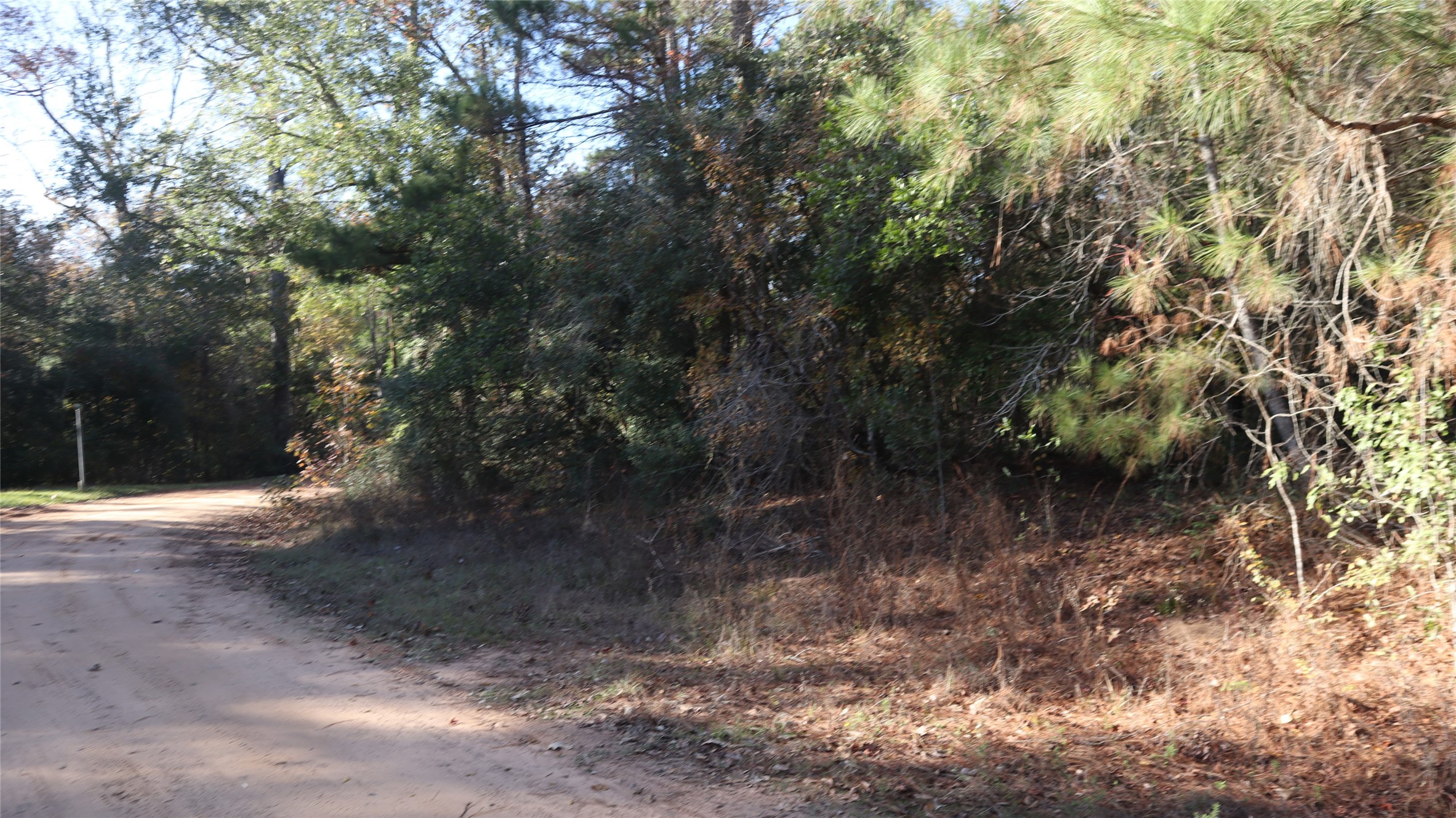 0 South Mallard Road Coldspring, TX 77331 - Photo 4 of 6 a view of a yard with a tree