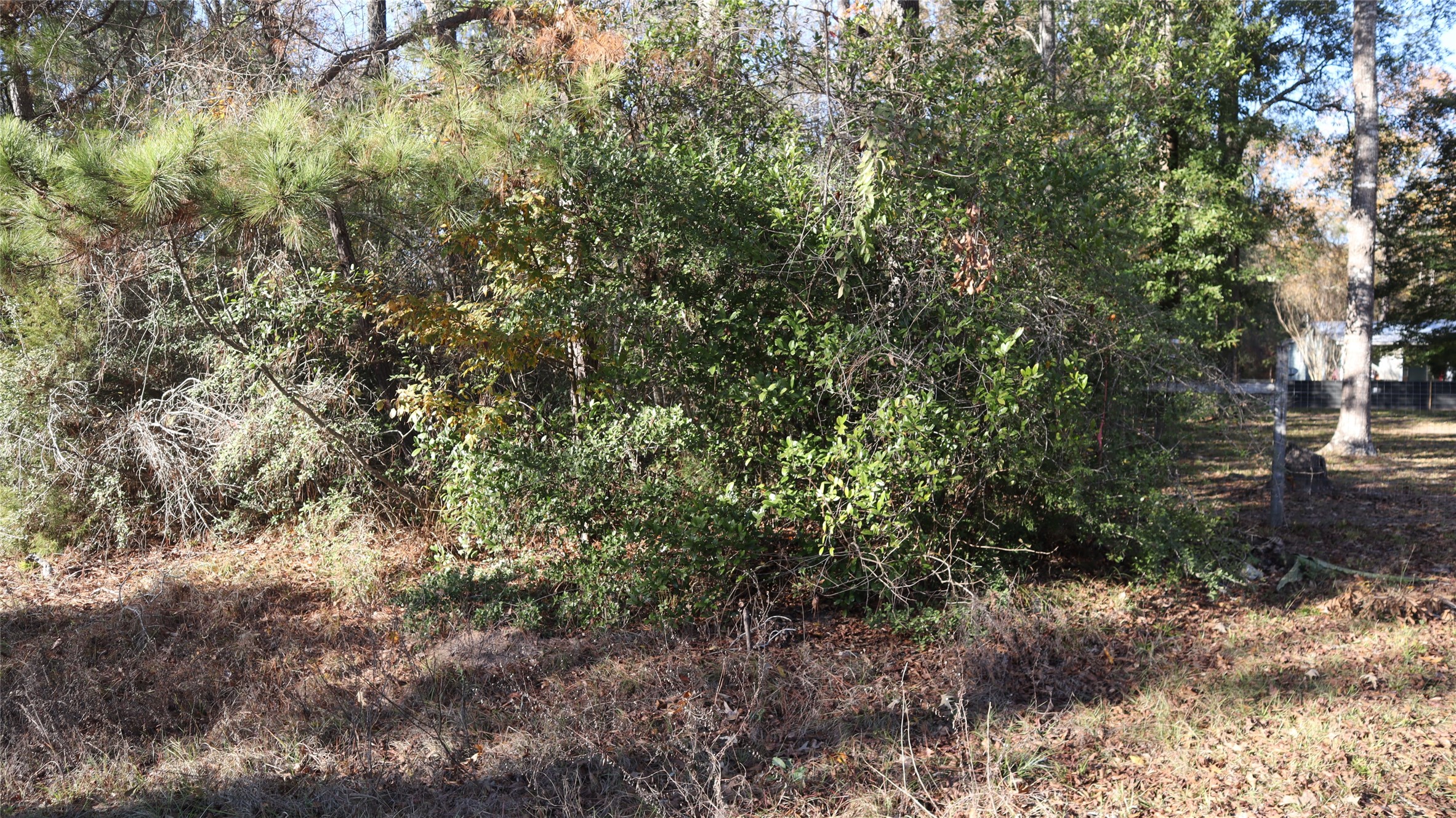 0 South Mallard Road Coldspring, TX 77331 - Photo 5 of 6 a view of a forest with lots of trees