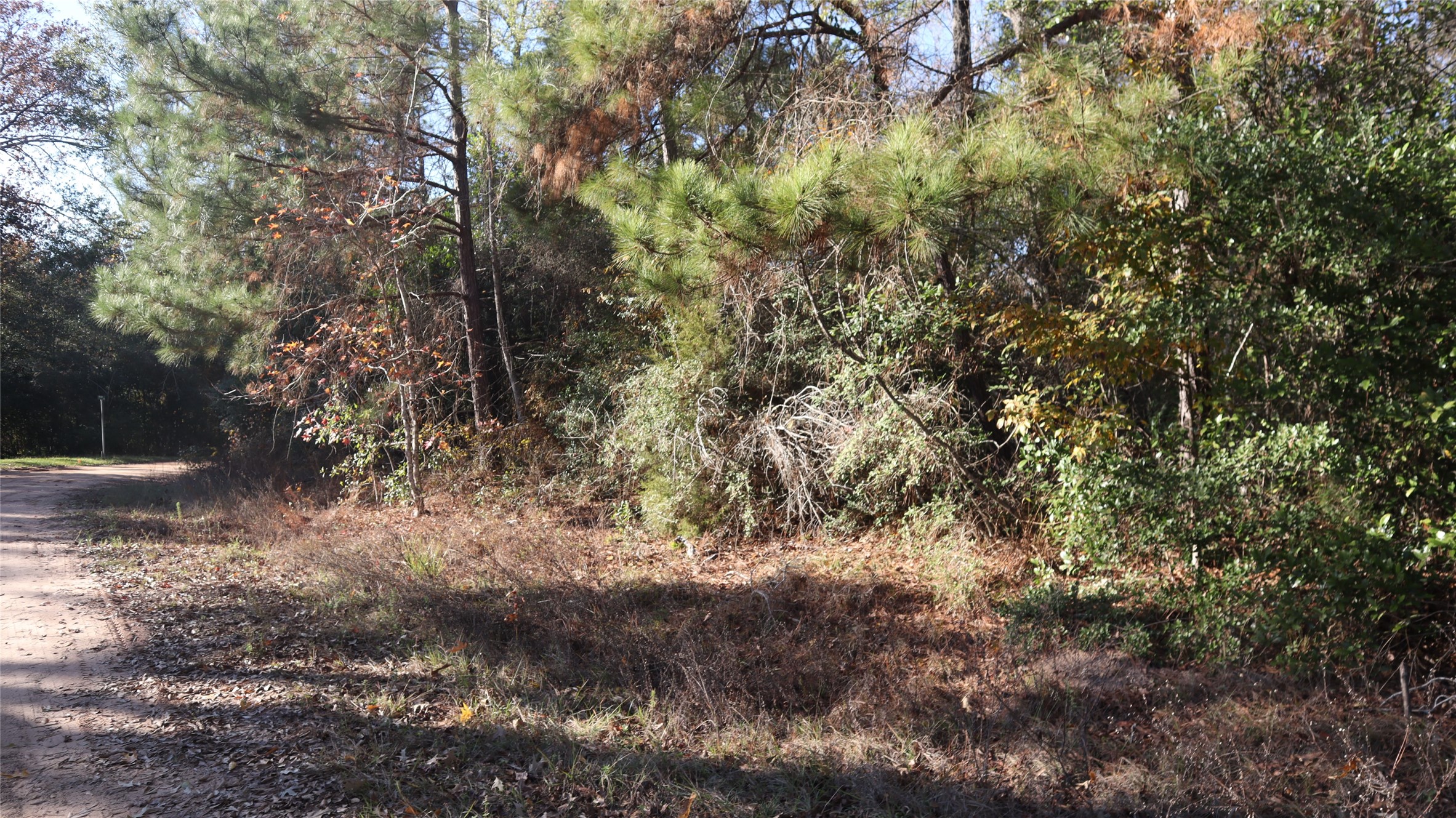 0 South Mallard Road Coldspring, TX 77331 - Photo 6 of 6 a view of a forest with trees