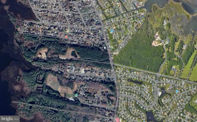 a view of a yard with plants and large trees