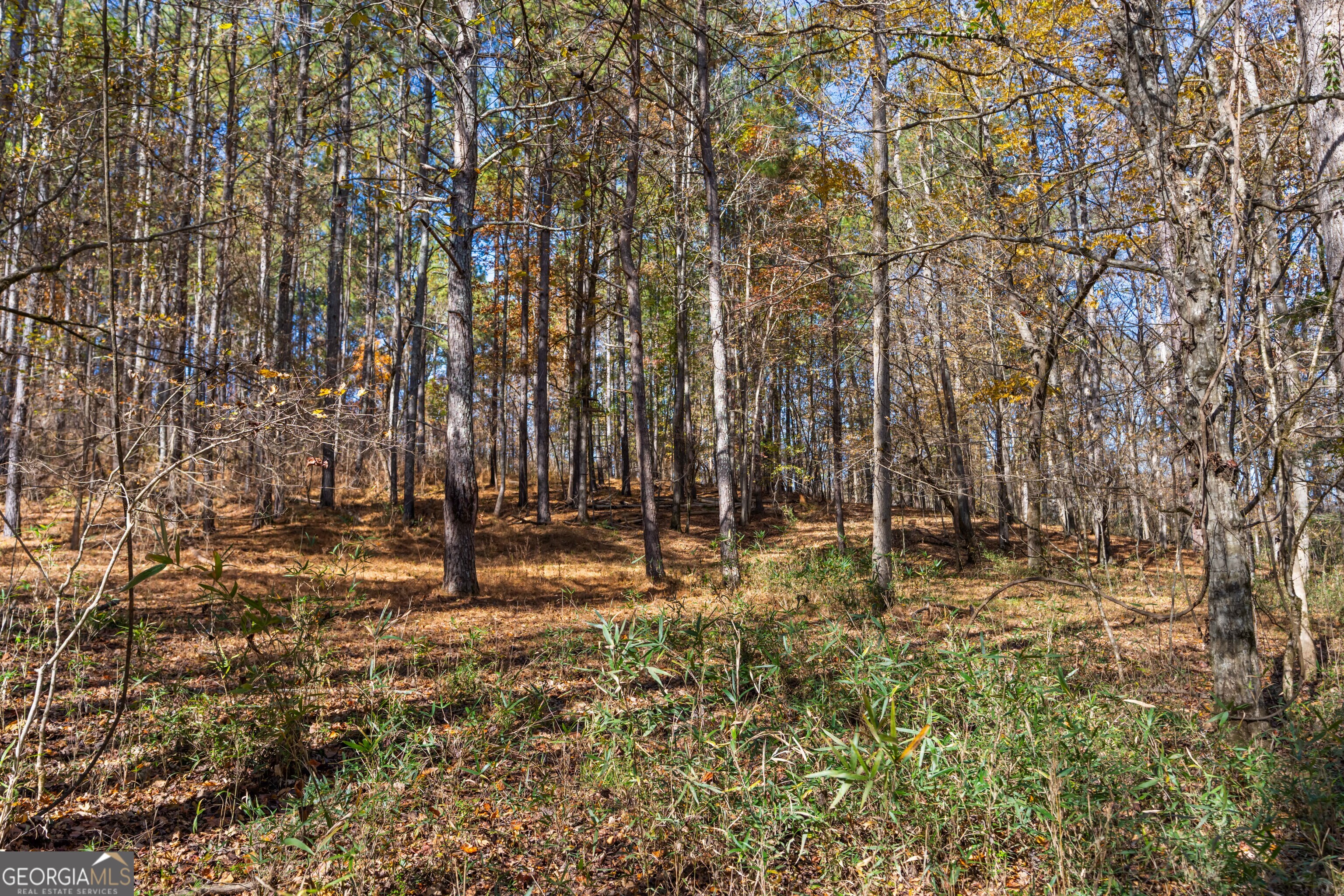 1390 Walker Road Madison, GA 30650 - Photo 36 of 64 a view of a yard with a tree