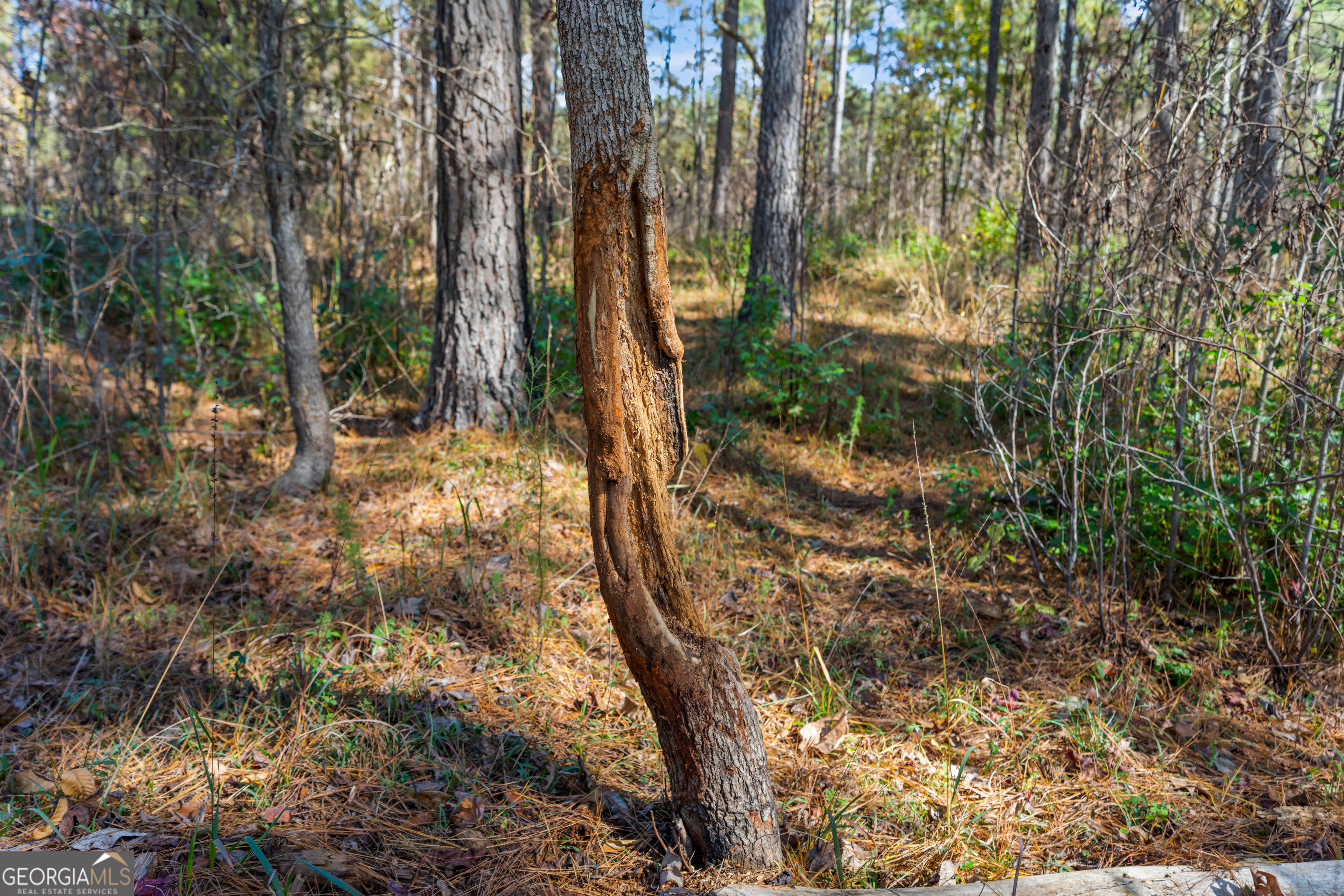 1390 Walker Road Madison, GA 30650 - Photo 38 of 64 a view of a yard with trees