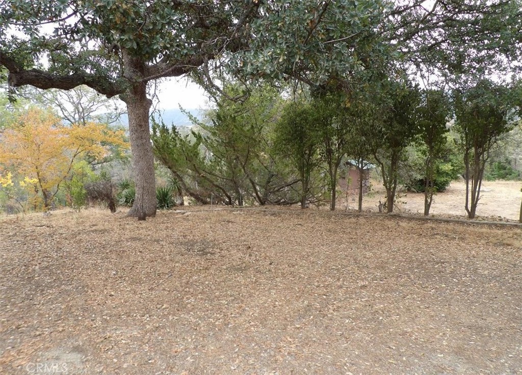 44001 Dunlap Road Miramonte, CA 93641 - Photo 9 of 75 a view of a forest filled with trees