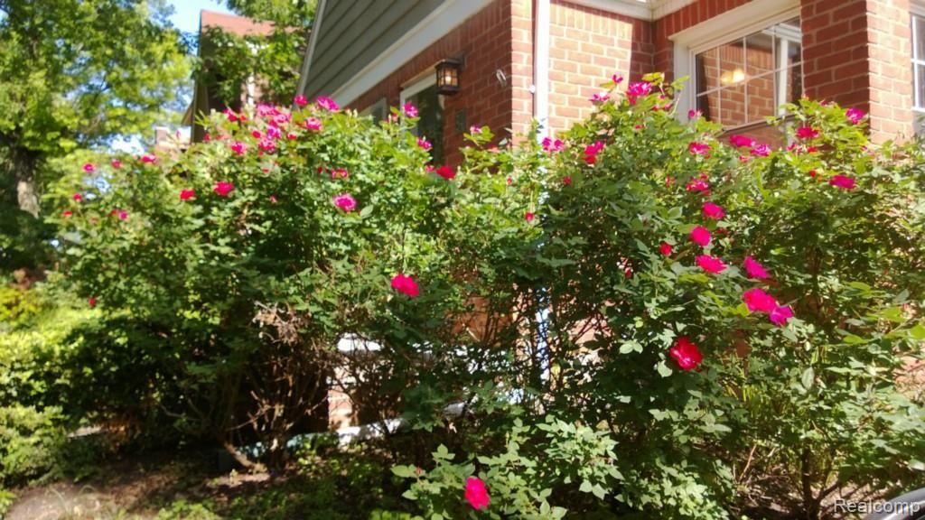 54 Devonshire Road Pleasant Ridge, MI 48069 - Photo 4 of 14 Roses 2.jpg