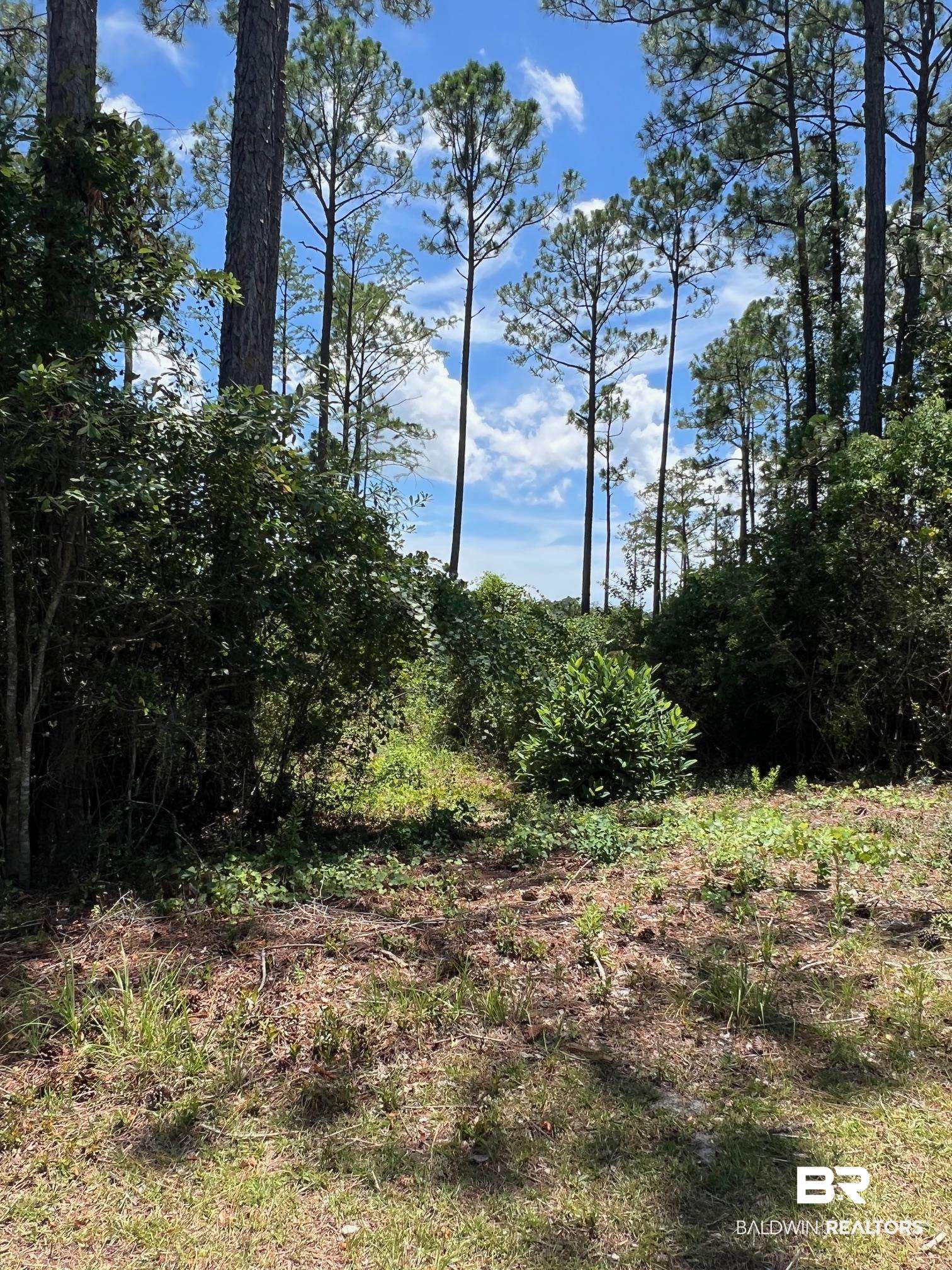 9037 Bay Point Drive Elberta, AL 36530 - Photo 7 of 9 View of local wilderness