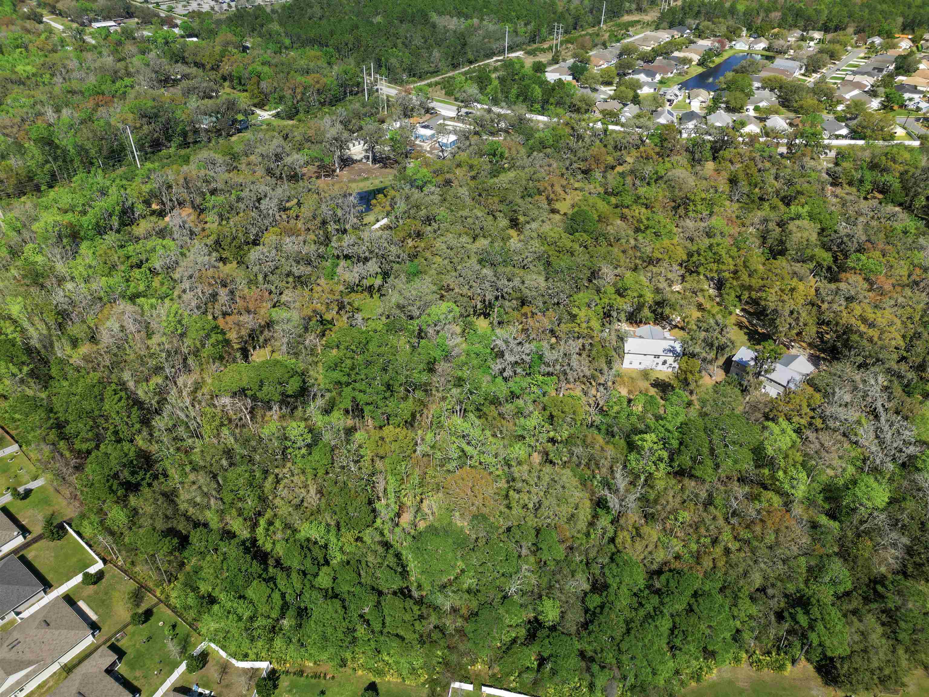 0 Rolling Hills Drive St. Augustine, FL 32086 - Photo 11 of 19 a view of a forest with a tree