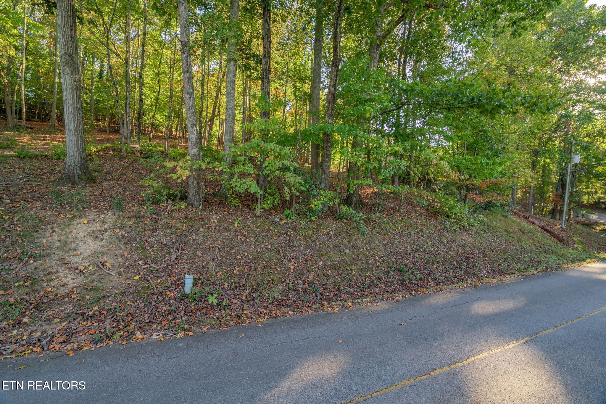 0 Lakewood Road Kingston, TN 37763 - Photo 8 of 22 a view of a forest with trees in the background