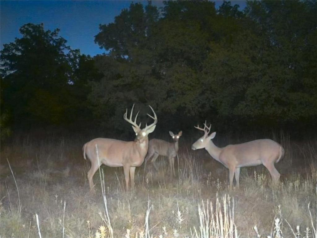 1685 Rocky Mound Road Graham, TX 76450 - Photo 36 of 40 Gallery Image 36