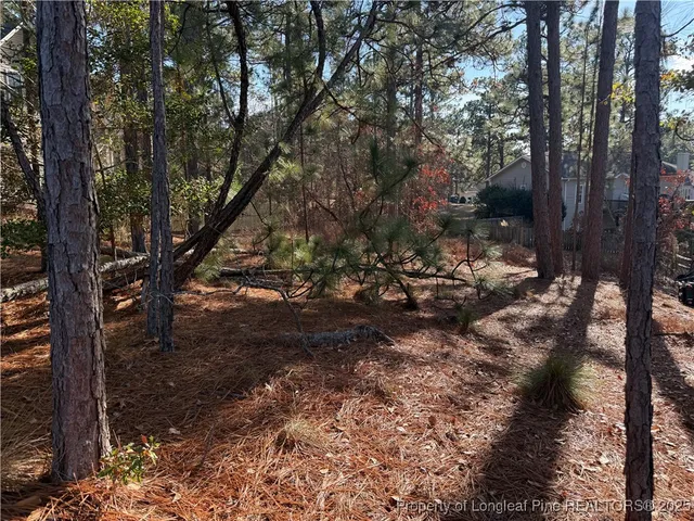 a view of a tree in the forest