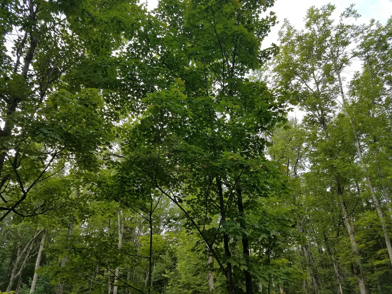 On Bald Eagle Road Presque Isle, WI 54557 - Photo 10 of 33 Gallery Image 10
