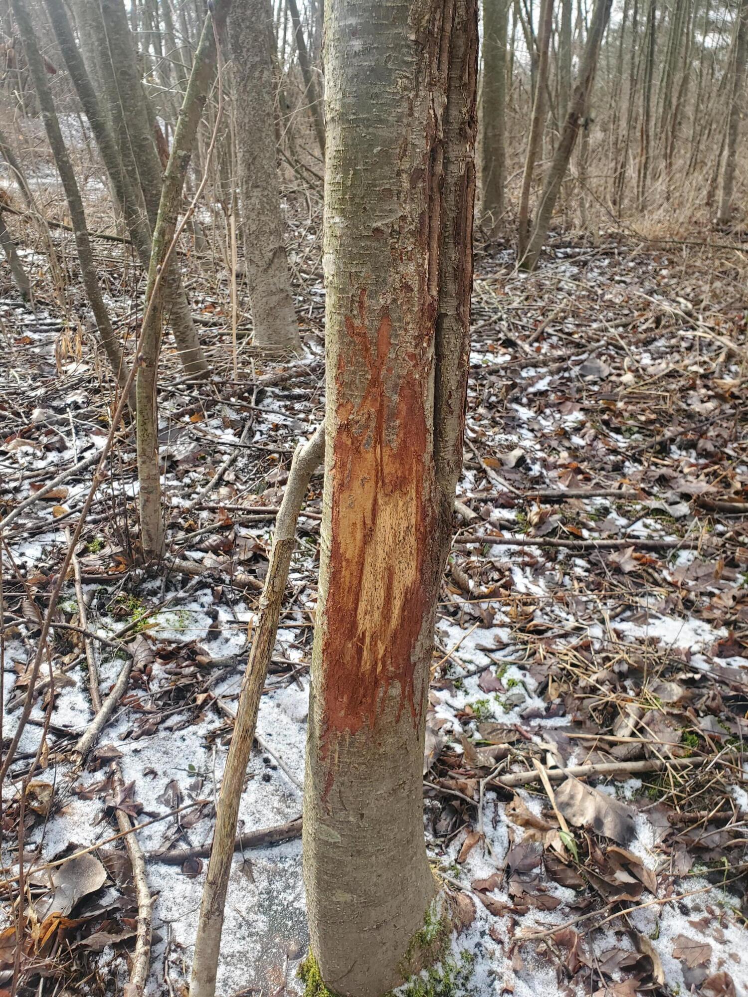 4535 Little Darby Road London, OH 43140 - Photo 3 of 3 Deer rub on a tree on the property