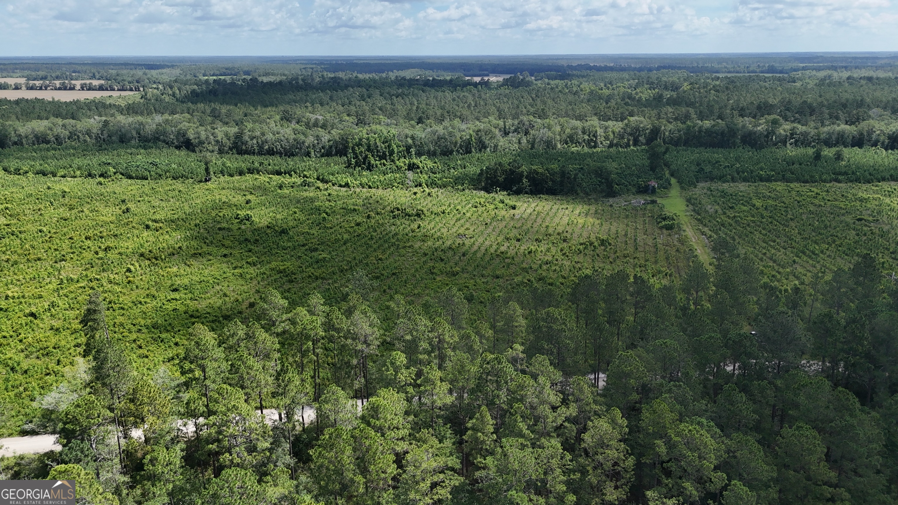 0 Bennett Mill Pond Road Odum, GA 31555 - Photo 5 of 10 a view of a green field with lots of bushes