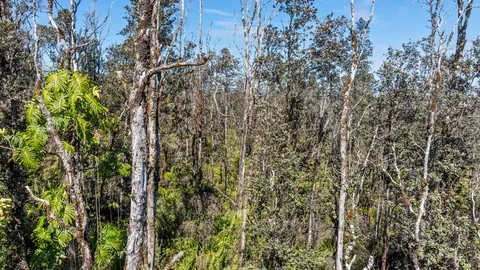 a close up of a plant