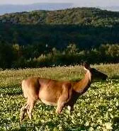 $139,000 | L4.8 Burch Road, Granville, NY 12832