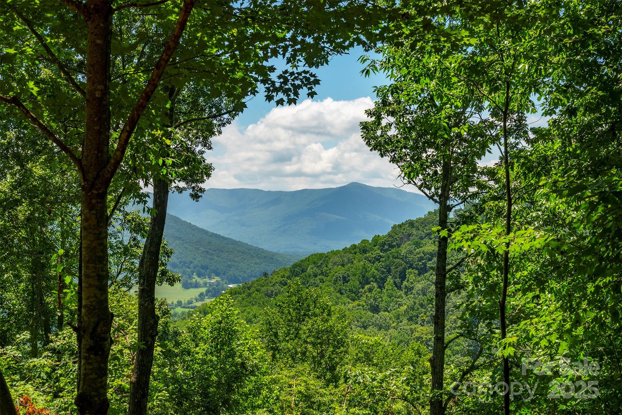 7 Winding Poplar Road Black Mountain, NC 28711 - Photo 4 of 48 a view of a forest with a tree