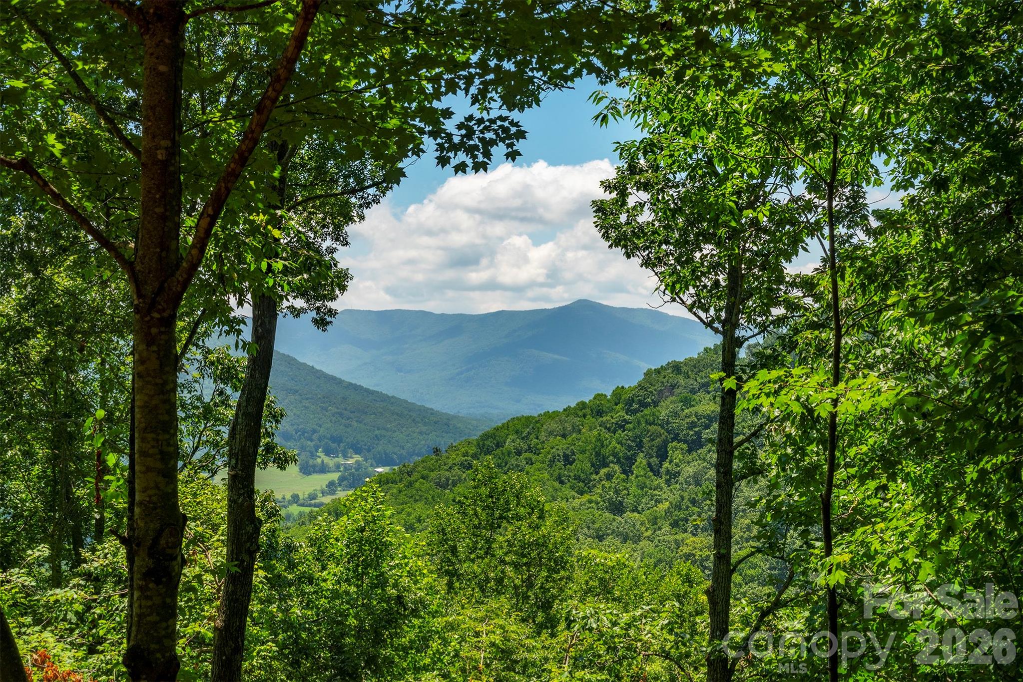 7 Winding Poplar Road Black Mountain, NC 28711 - Photo 6 of 48 a view of a forest with a tree