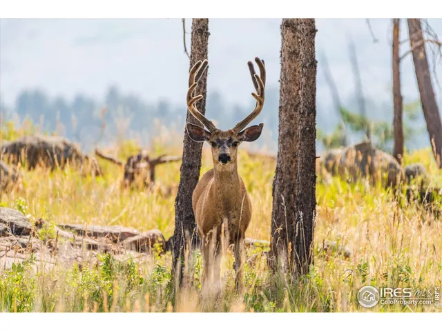 $925,000 | 3805 Davis Ranch Road, Bellvue, CO 80512
