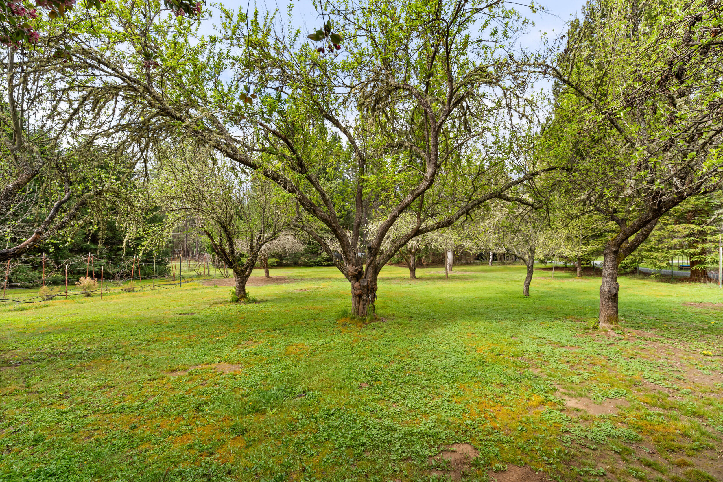 315 Queens Branch Road Rogue River, OR 97537 - Photo 29 of 42 Fruit Trees