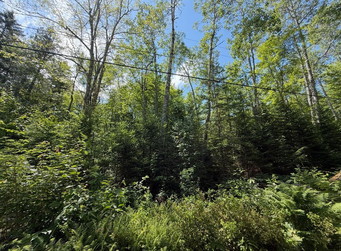 Lot 23 Webb Pond Road Eastbrook, ME 04634 - Photo 15 of 16 Lot 23 Webb Pond Rd