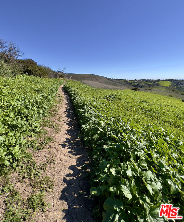 Calpine Drive Malibu, CA 90265 - Photo 10 of 10 a view of a lush green space with sea