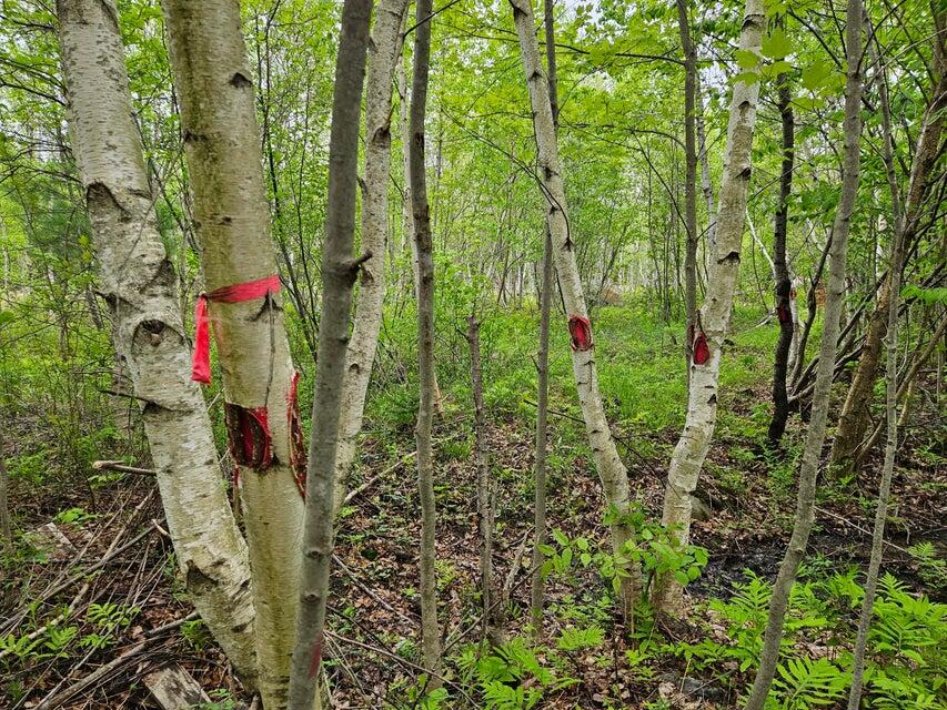 681 Mile Hill Road New Sharon, ME 04955 - Photo 8 of 11 8