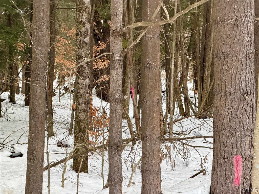 6919 Austin Road Watson, NY 13343 - Photo 14 of 21 Property lines well marked