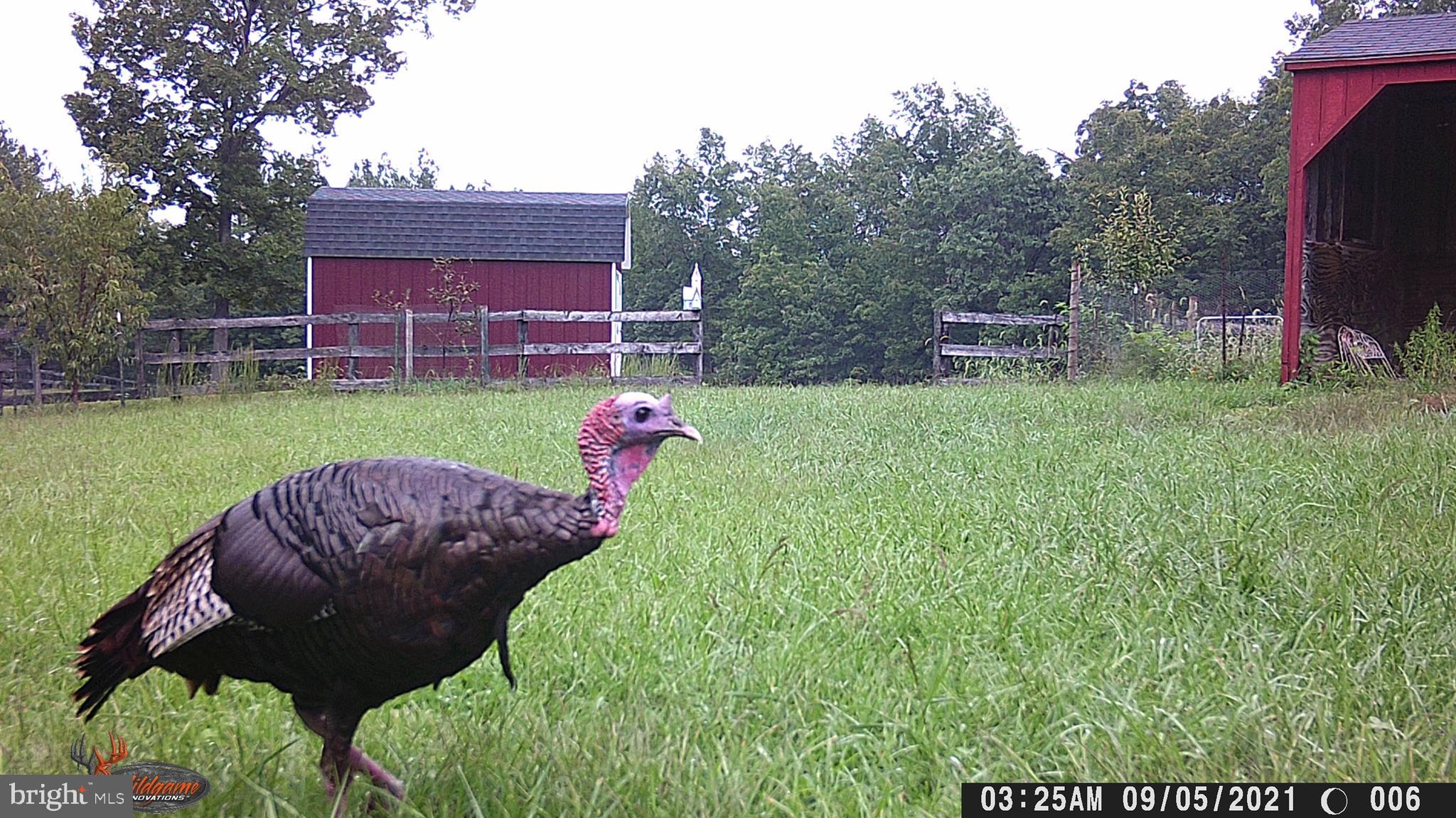 0 Cattle Crossing Road Front Royal, VA 22630 - Photo 10 of 14 Caught on game cam