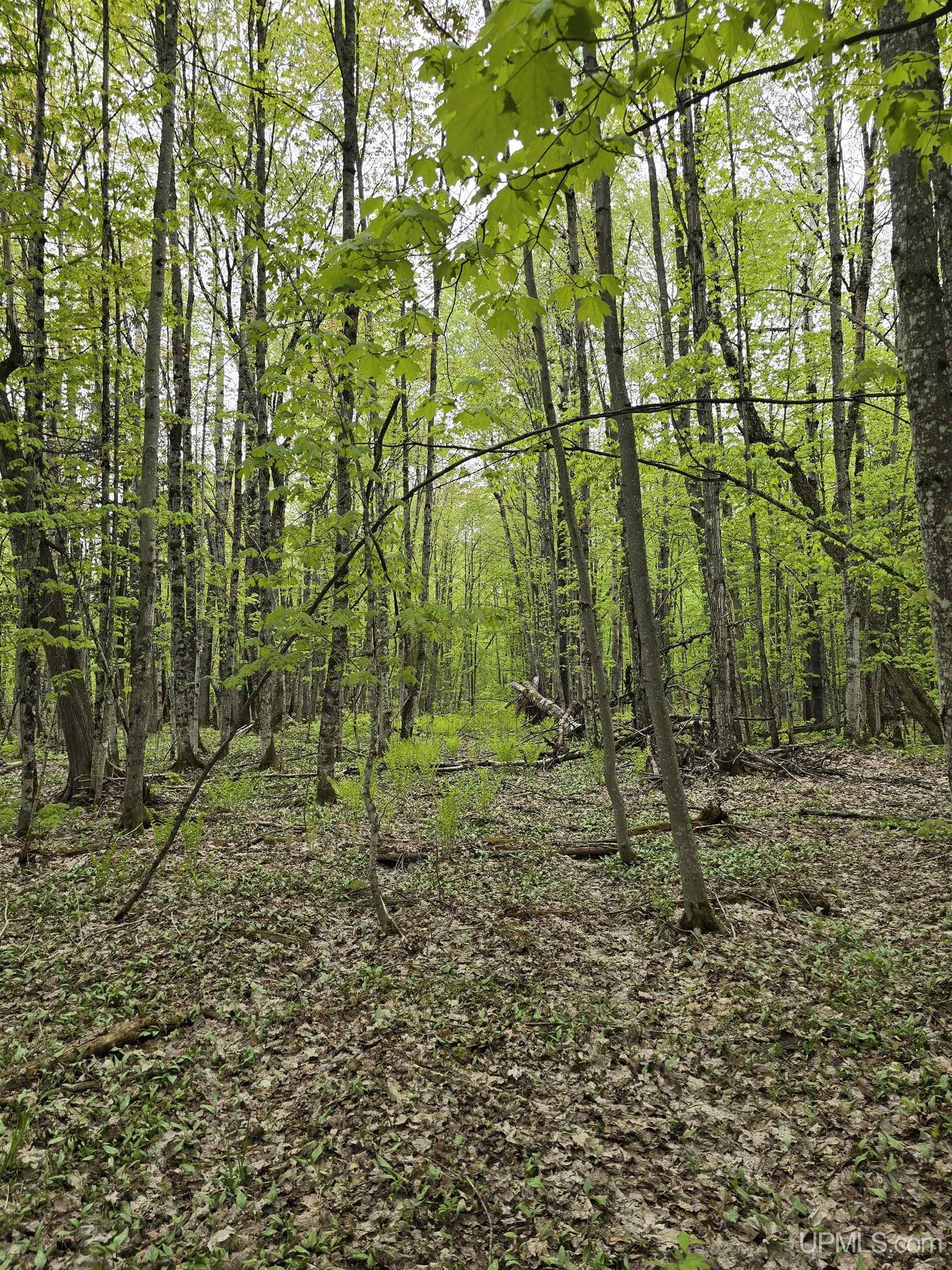 Lot 37 Yellow Road Pelkie, MI 49958 - Photo 28 of 34