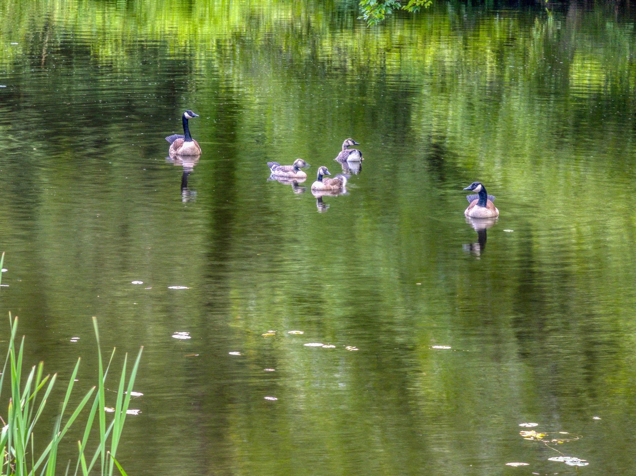 97 Stowell Road Bedford, NH 03110 - Photo 35 of 40