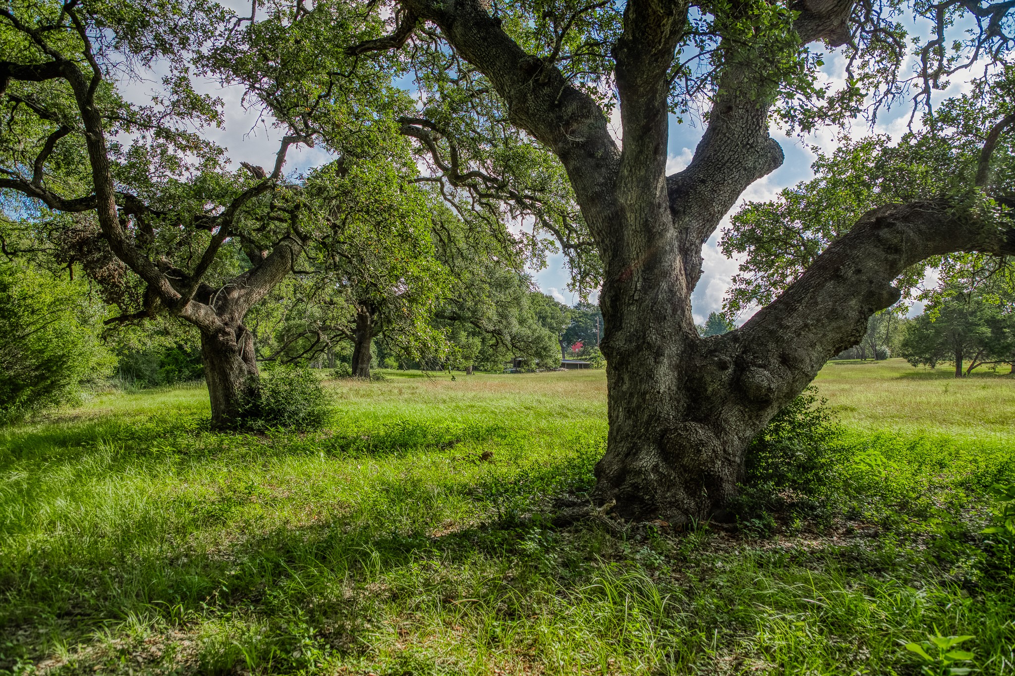 515 East Sh 543 Loop West Point, TX 78963 - Photo 19 of 36 a view of a trees in a yard