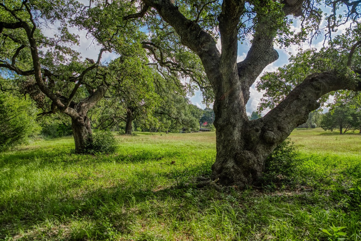 515 Highway 543 Loop West Point, TX 78963 - Photo 22 of 37 a view of a trees in a yard