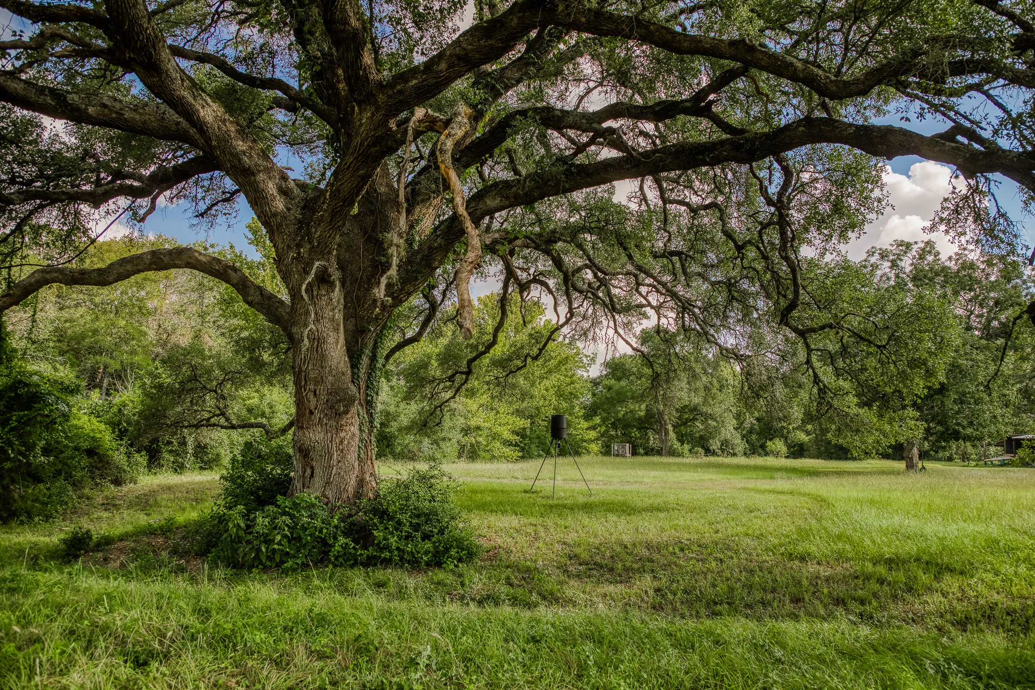 515 East Sh 543 Loop West Point, TX 78963 - Photo 27 of 36 a view of outdoor space with deck and trees