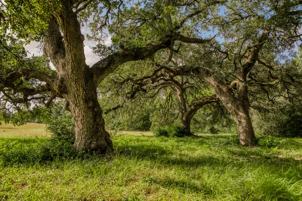$749,000 | 515 East Sh 543 Loop, West Point, TX 78963