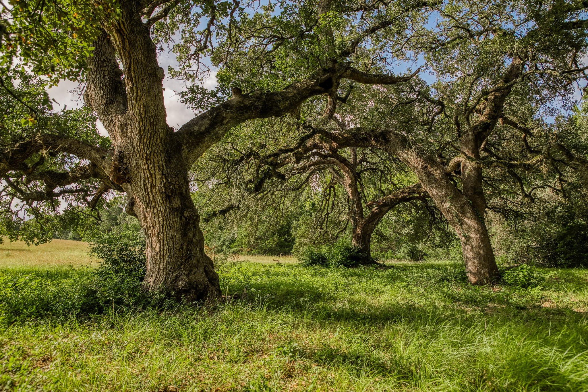515 East Sh 543 Loop West Point, TX 78963 - Photo 6 of 36 a big yard with lots of green space and trees