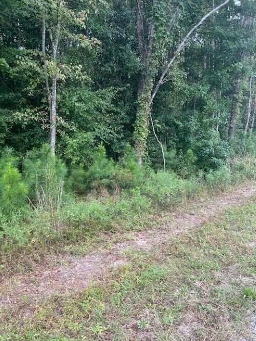 6572 North Highway 17 Awendaw, SC 29429 - Photo 4 of 5 6572 N Hwy 17 Awendaw (5)