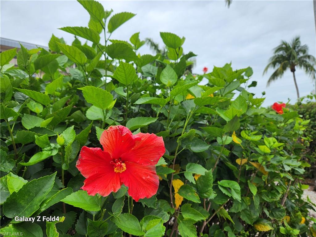 805 River Point Drive, Unit C307 Naples, FL 34102 - Photo 27 of 31 a view of a flower