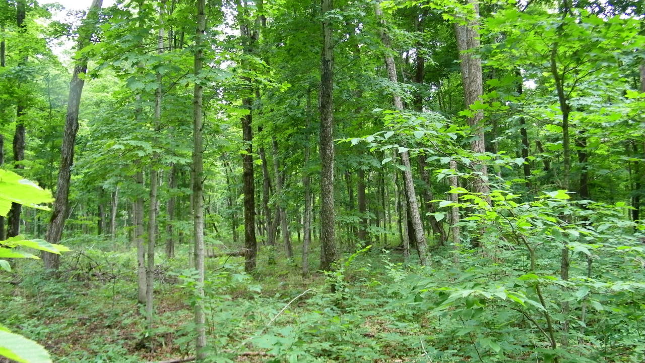 4315 West Poglese Road Hessel, MI 49745 - Photo 14 of 15 Gallery Image 14