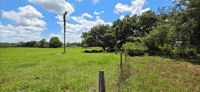 a view of a tree in a yard