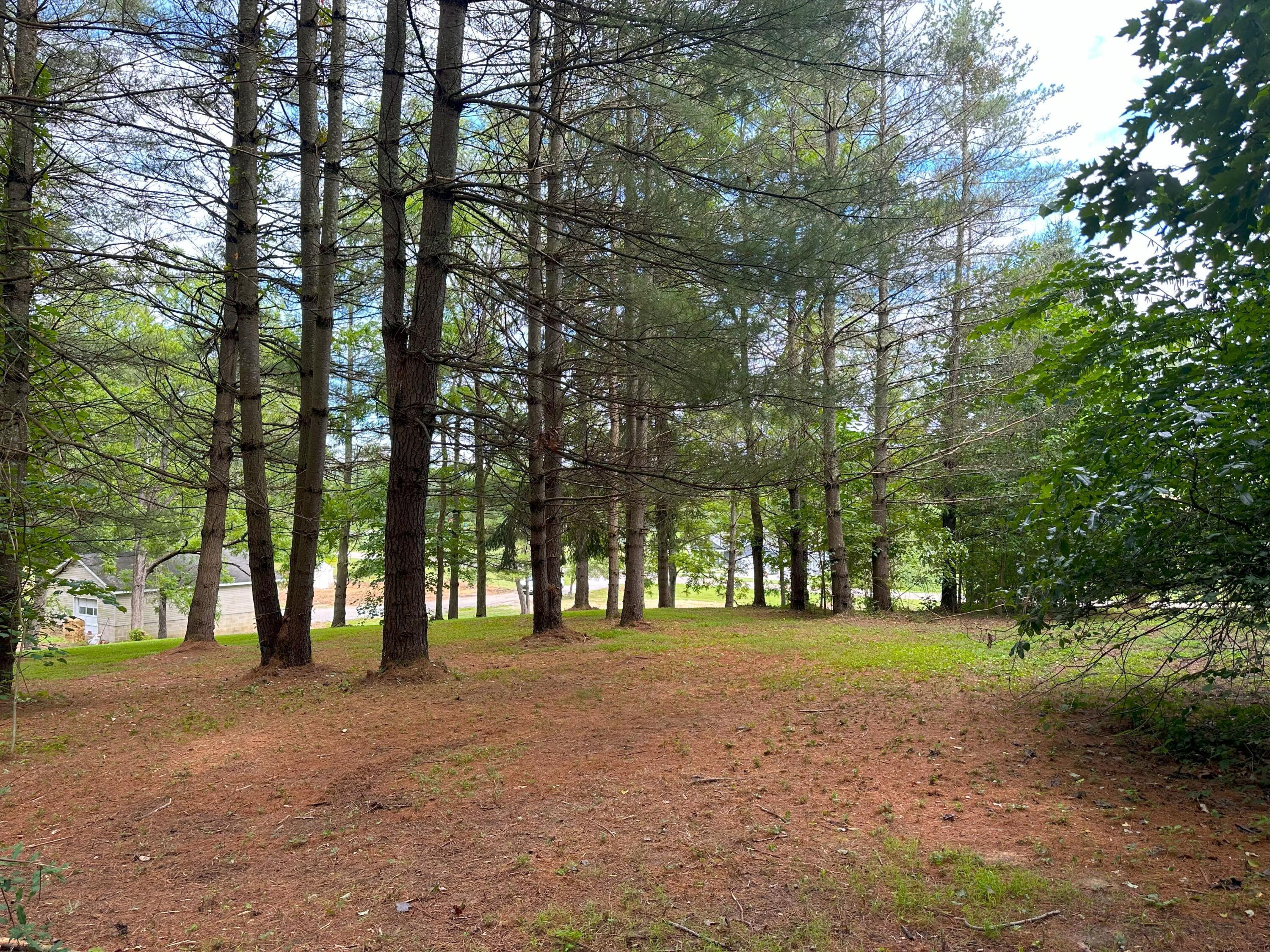 69253 Co Highway 7A McArthur, OH 45651 - Photo 9 of 12 7. Pine tree side