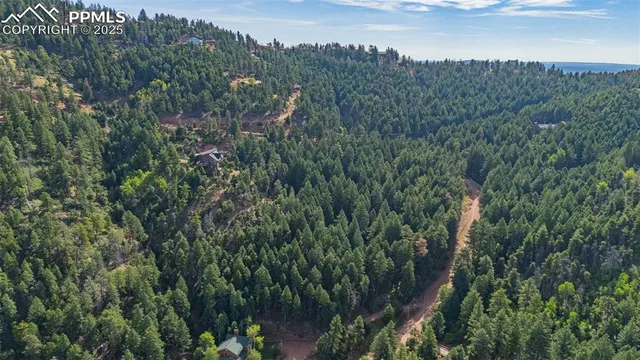 a view of a forest with a tree