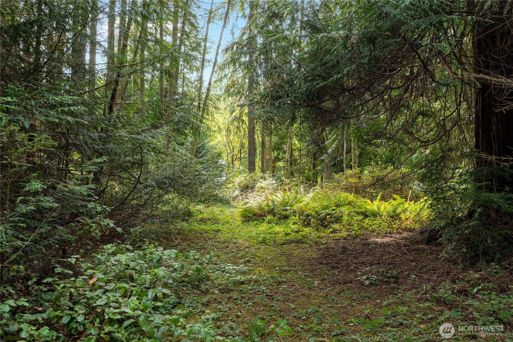 a view of a yard with plants and a trees