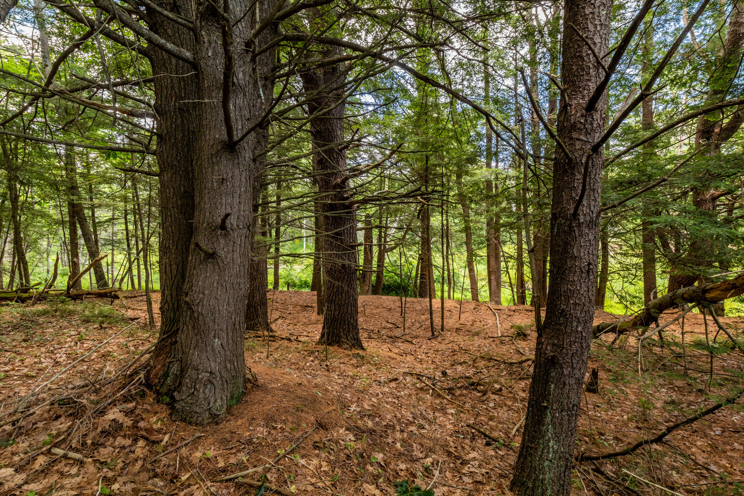 294 Arundel Road Kennebunkport, ME 04046 - Photo 51 of 68 20220713ms-81068 - Copy