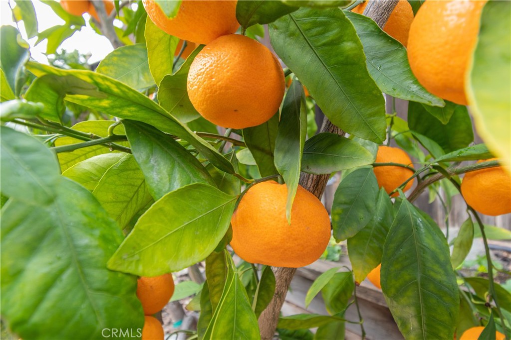 2660 Vineyard Circle Paso Robles, CA 93446 - Photo 24 of 39 a view of a swimming pool