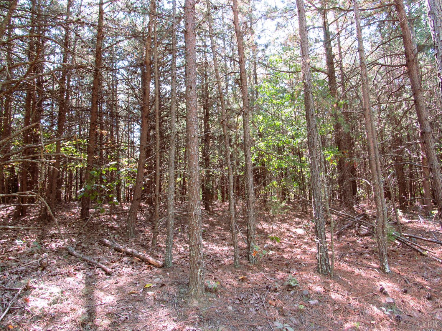 4 Buffalo Bnd Drive Amherst, VA 24521 - Photo 4 of 5 a view of forest