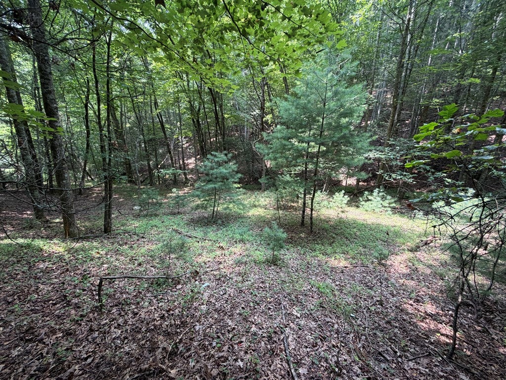 Tbd Hall Hollow Road Austinville, VA 24312 - Photo 18 of 59 Gallery Image 18